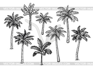 Collection of palm trees - vector image