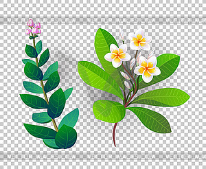 Tropical plants - royalty-free vector clipart