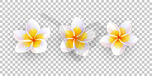 Plumeria flowers - vector image