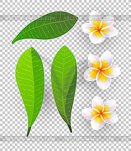 Plumeria flowers - vector clipart