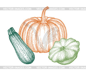 Ink sketch of squashes - vector clipart