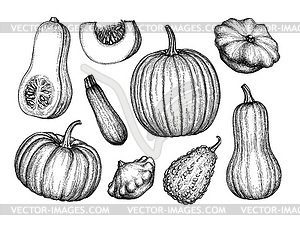 Pumpkins big set - vector image
