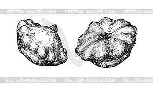 Ink sketch of pattypan squash - vector image