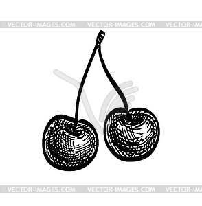 Ink sketch of Sweet cherry - vector clipart