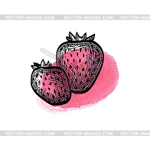 Ink sketch of strawberries - vector clipart