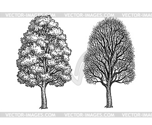 Зимние и летние кленовые деревья - изображение в векторном виде