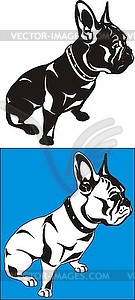French bulldog - vector image