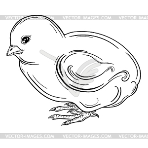 Chick - vector clipart