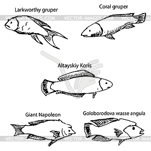 Marine inhabitants with names. Pencil sketch by hand - vector image