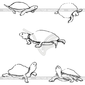 Turtles. Pencil sketch by hand - vector clipart