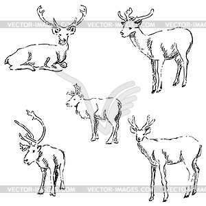 Deer sketch. Pencil drawing by hand - vector clipart