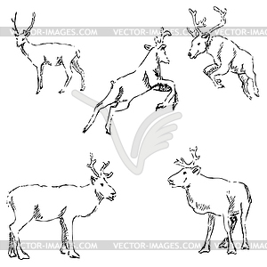 Deer sketch. Pencil drawing by hand - vector clipart