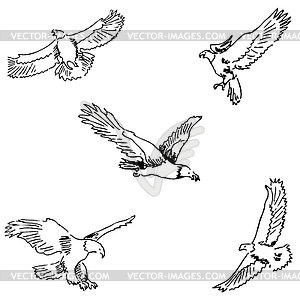 Eagles. Sketch pencil. Drawing by hand - vector clipart