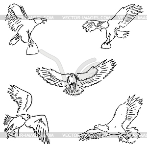 Eagles. Sketch pencil. Drawing by hand - white & black vector clipart
