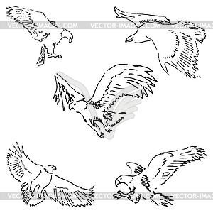 Eagles. Sketch pencil. Drawing by hand - vector clipart