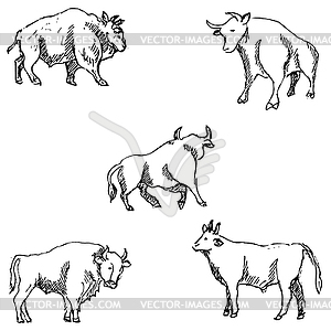 Bulls. Sketch pencil. Drawing by hand - vector clip art