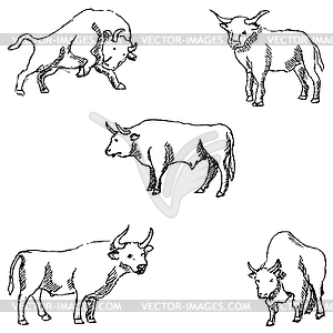 Bulls. Sketch pencil. Drawing by hand - vector image