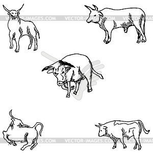 Bulls. Sketch pencil. Drawing by hand - vector image