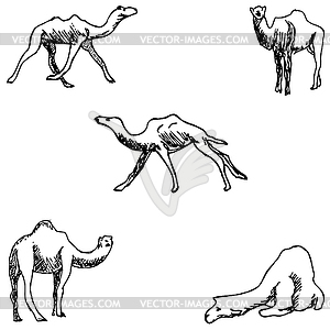 Camels. sketch by hand. Pencil drawing - vector clipart