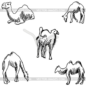 Camels. sketch by hand. Pencil drawing - vector image