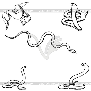 Snakes. sketch by hand. Pencil drawing - vector image