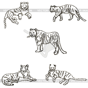 Tigers. A sketch by hand. Pencil drawing. Vector image - color vector clipart