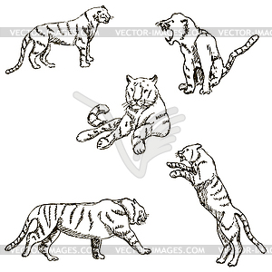 Tigers. A sketch by hand. Pencil drawing. Vector image - vector clipart