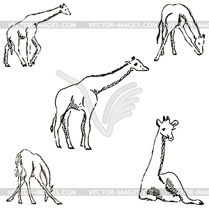 Giraffes. A sketch by hand. Pencil drawing - vector image