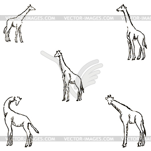 Giraffes. A sketch by hand. Pencil drawing - vector clip art