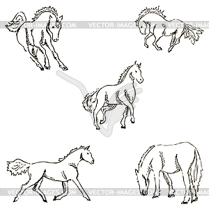 Horses. A sketch by hand. Pencil drawing. Vector image - vector image