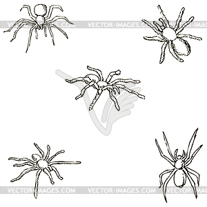 Spiders. A sketch by hand. Pencil drawing. Vector image - vector image