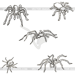 Spiders. A sketch by hand. Pencil drawing. Vector image - vector image