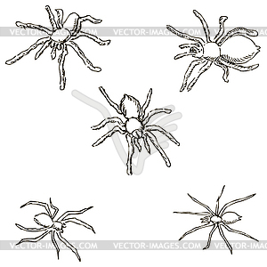 Spiders. A sketch by hand. Pencil drawing. Vector image - vector clipart