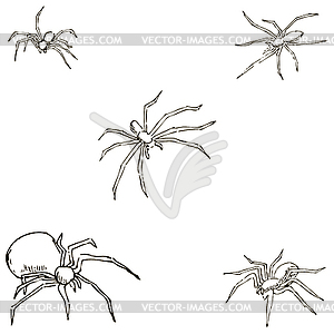 Spiders. A sketch by hand. Pencil drawing. Vector image - vector clip art
