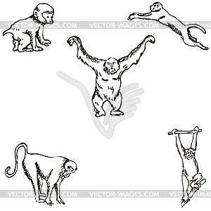 Monkey. A sketch by hand. Pencil drawing. Vector image - color vector clipart