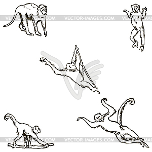 Monkey. A sketch by hand. Pencil drawing. Vector image - vector image