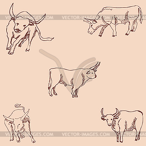 Bulls. Sketch pencil. Drawing by hand. Vintage colors - color vector clipart