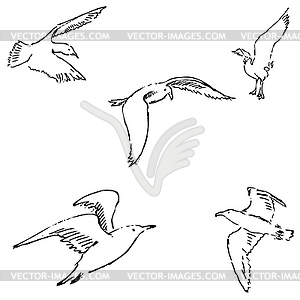 Seagulls sketch. Pencil drawing by hand - vector clipart
