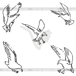 Seagulls sketch. Pencil drawing by hand - vector image