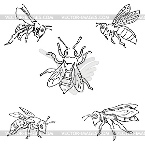 Flies. Sketch by hand. Pencil drawing. image - vector clip art