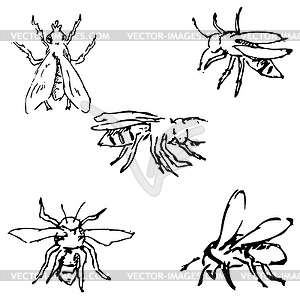 Мухи. Набросок от руки. Карандашный рисунок. изображение - векторное изображение клипарта