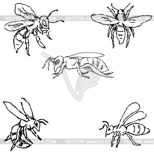 Flies. Sketch by hand. Pencil drawing. image - vector image