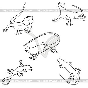 Lizards. Sketch by hand. Pencil drawing by hand. - vector clip art