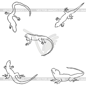 Lizards. Sketch by hand. Pencil drawing by hand. - vector clipart