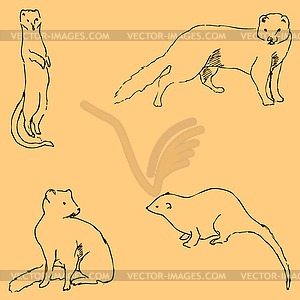Mongoose. Sketch by hand. Pencil drawing by hand. - vector image