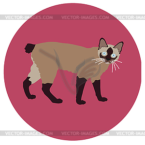 Cats of different breeds. Icons. image in flat - vector image