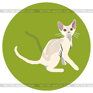 Cats of different breeds. Icons. image in flat - vector clipart