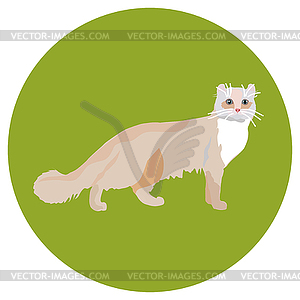 Cats of different breeds. Icons. image in flat - vector clip art