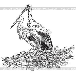 Storks couple in nest illustratoin - vector clipart