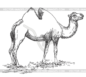 Pencil hand drawing Camel - vector clipart